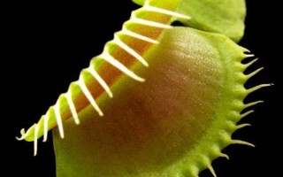 Flytrap-Inspired Lenses