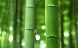 All you want to know about Bamboo