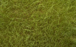 Grassland