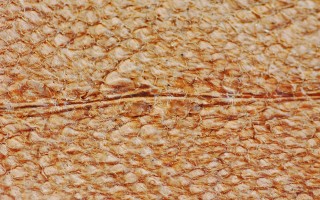 Nordic Fishleather