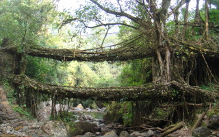Living Bridges