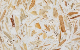 Beetlecrete – MPBWC