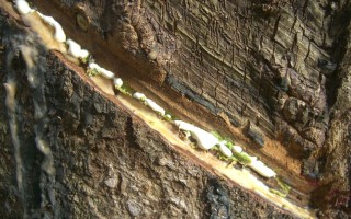 Self-healing elastic polymers developed