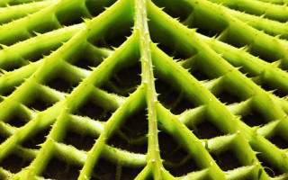 Nature is a design tool