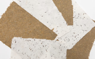 Pine needle paper