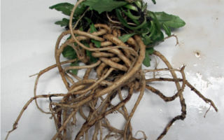 Russian dandelion as an alternative source for natural rubber