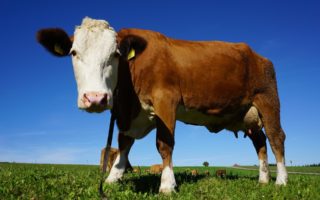 How animals help us create materials on World Animal Day