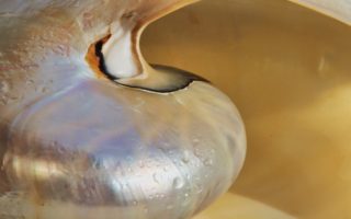 New fireproof plastic coating mimics mother of pearl