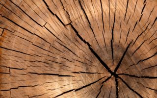 This new ‘super wood’ material is stronger than steel