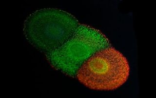 Growing paints using colourful bacteria