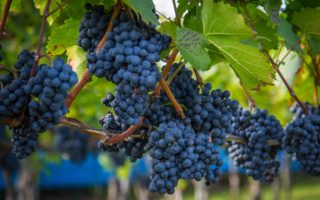 Grape waste from wine making could lead to more durable plastics