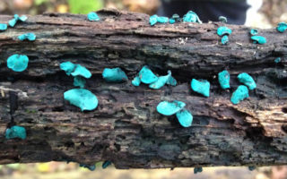 New solar cells could make use of fungi-produced pigment