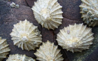 Snail teeth: the world’s strongest biological material?