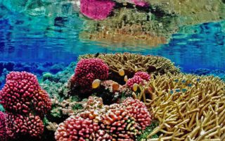 Recycling an old bridge and dead coral to restore reefs