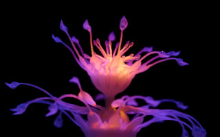 These “aquatic plants” are made with multi-material 3D printing