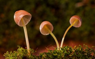 The must for mushrooms in material design