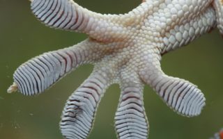 Geckskin is an adhesive inspired by geckos