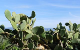 Bioplastic made from cactus juice