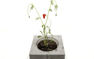 Gewildgroei