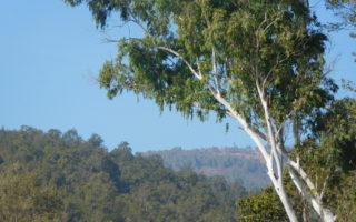 Making graphene out of eucalyptus trees