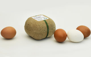 Growing plants from your egg carton