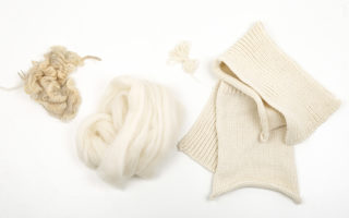 Dutch Merino