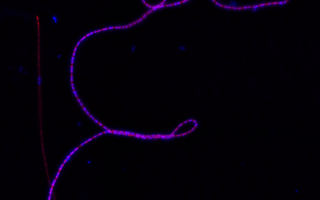 Electrical wires inspired by bacteria