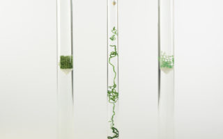Biophilic design with living and dead algae