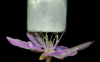 New biobased material to capture carbon