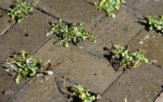 Draining paving tiles made of dredged sludge