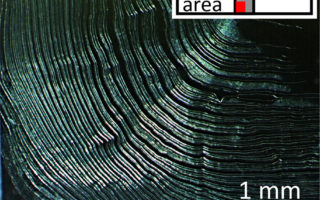A biobased superglue without toxic solvents
