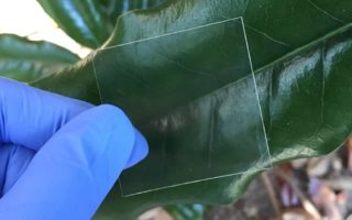 Optically transparent wood to replace glazing