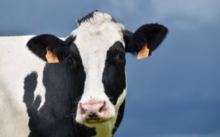 Insulation made of cow manure