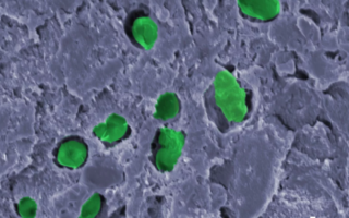 A ‘green living paint’ that produces oxygen