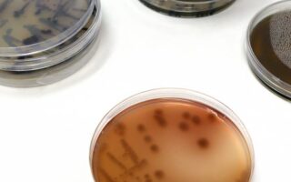 Dyeing clothes with genetically engineered bacteria