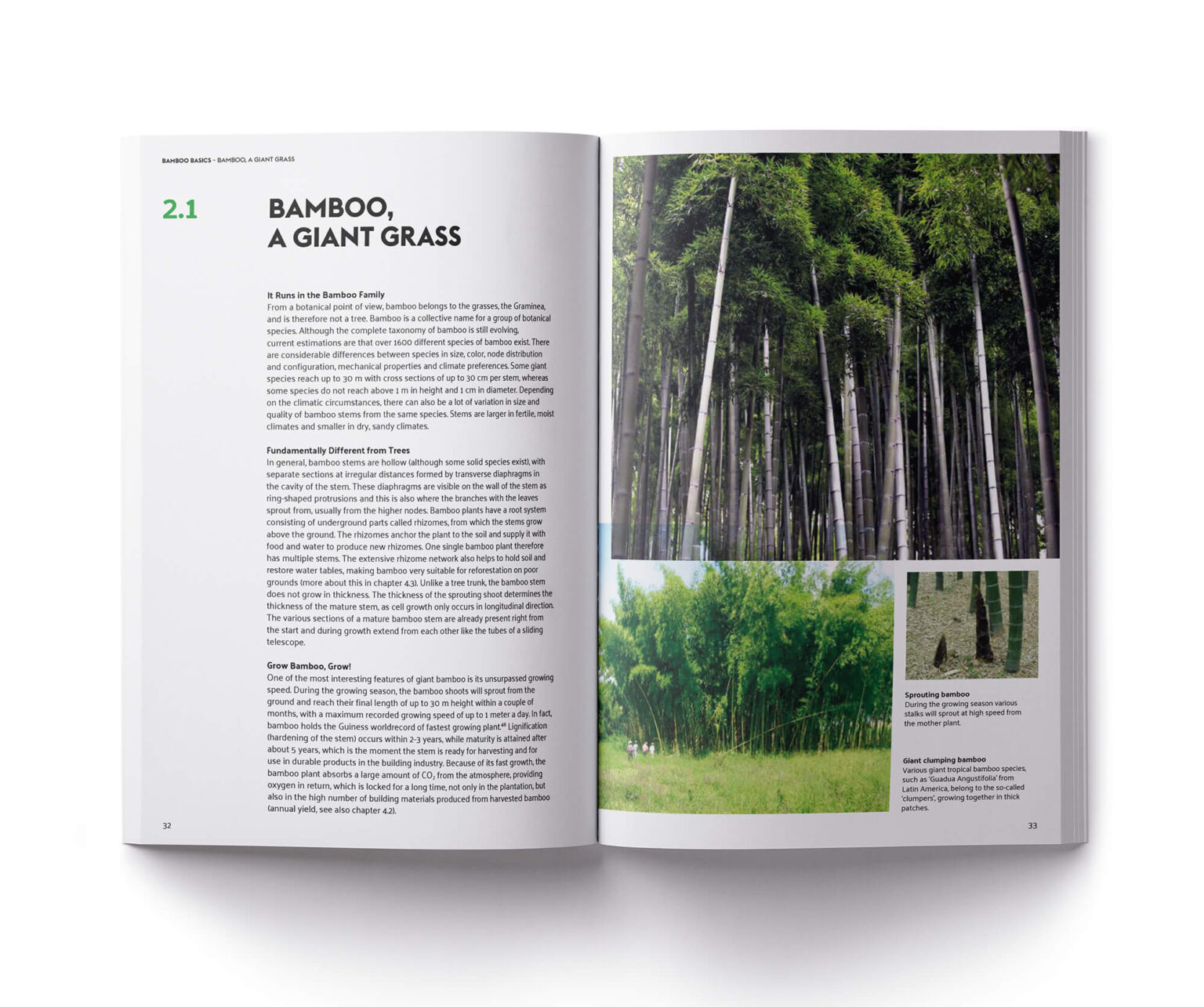 Discover the Boundless Potential of Bamboo with “Booming Bamboo