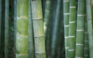 Transparent bamboo