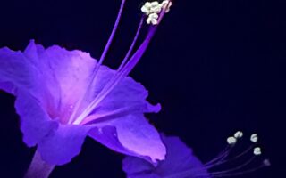 Glowing Garden: Exploring the Intersection of Nature and Technology