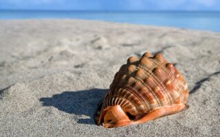 Seashell-Inspired Bioplastic: USC Researchers Create Sustainable Plastic Alternative