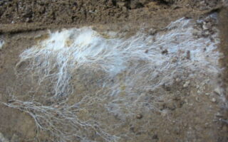 Self-Repairing Mycelium Material: A Circular Alternative to Concrete
