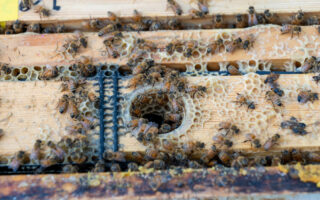 Construction Secrets of Honeybees: Bio-Inspired Lessons for Design
