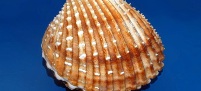 Recycled Paving Blocks Made From Mollusk Shells And Mining Waste