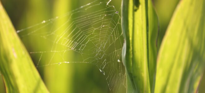 Corn-Based ‘Plantymer’ Mimics Spider Silk to Create Strong Biodegradable Plastic