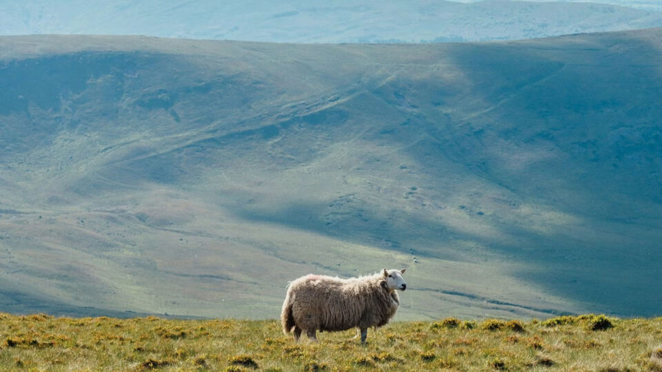 Weaving Welsh Wool Into Biobased Building Systems