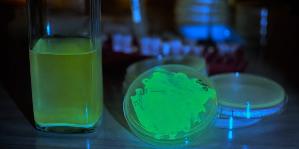 Glowing Yeast Workshop Explores Synthetic Biology And Biodesign