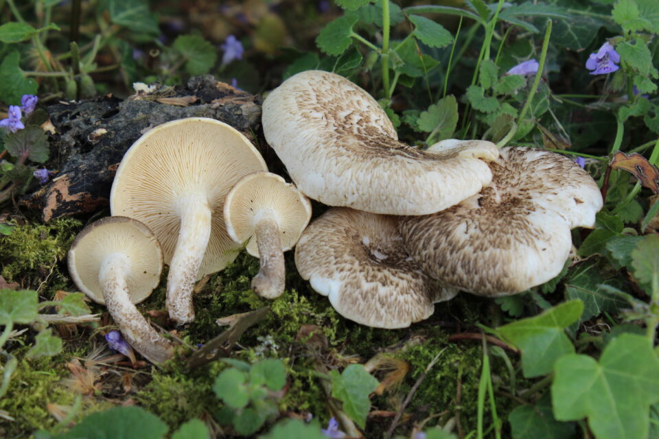 Wild Mushroom Mycelium Turns Agro-Waste Into Packaging